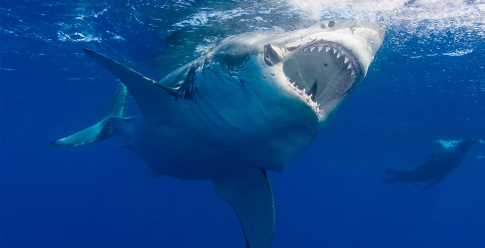 Great White Shark