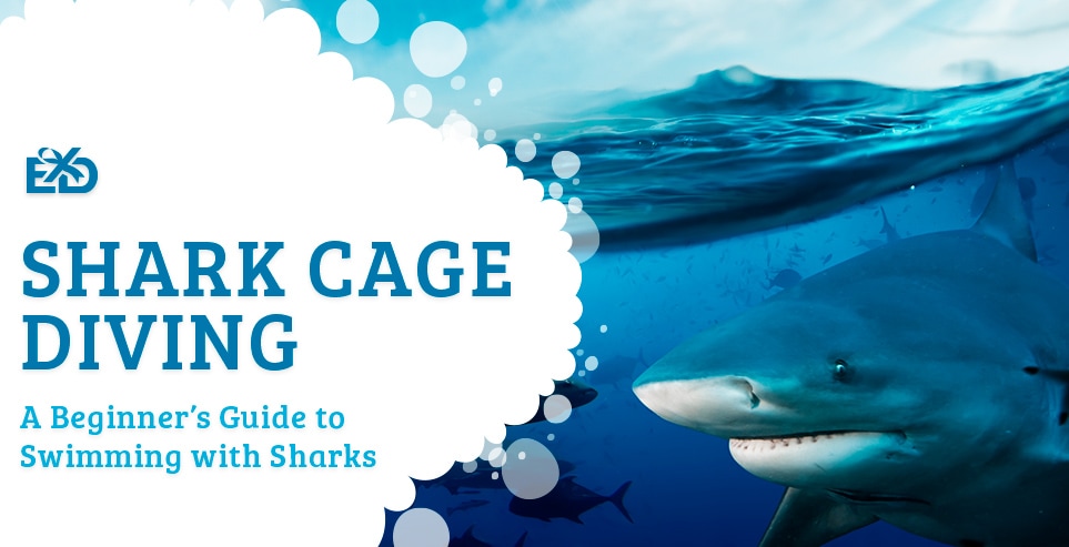 Shark Cage Diving: A Beginner’s Guide to Swimming with Sharks