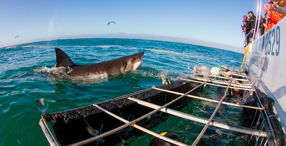 People watching sharks from the deck