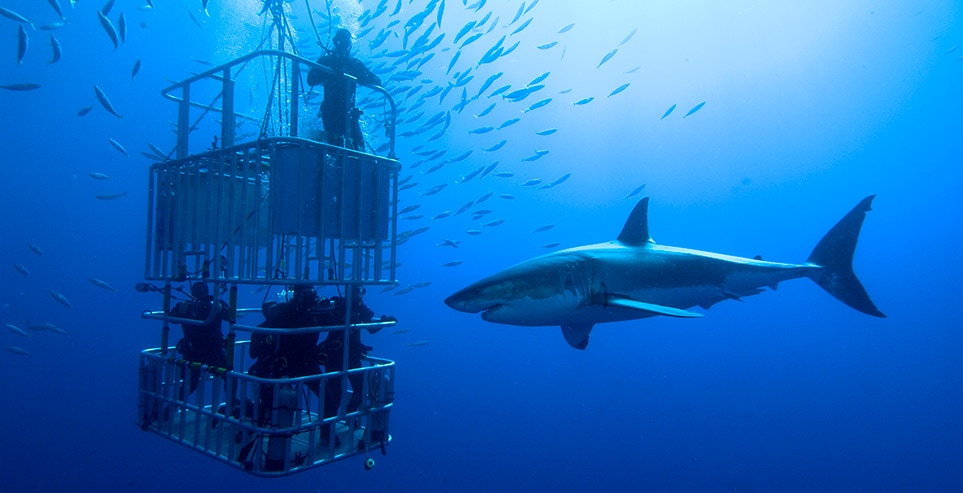 Shark Cage Diving